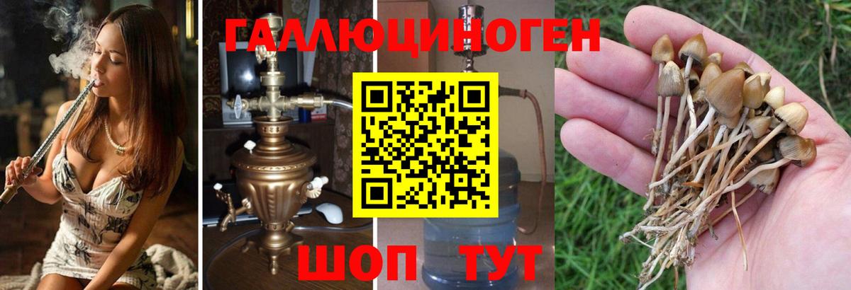 Псилоцибиновые грибы Cubensis Кострома